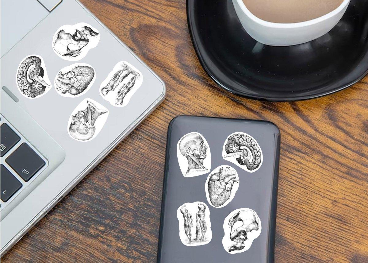 Medical Anatomy Decals: Unique Science-themed Stickers Ideal for Medicine Enthusiasts - Decords