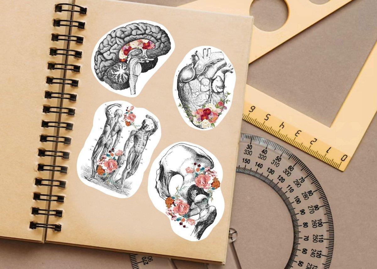 Medical Anatomy Decals: Unique Science-themed Stickers Ideal for Medicine Enthusiasts - Decords