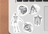 Anatomy Laptop Stickers: Versatile Tumbler & Water Bottle Decals with Anatomical Design - Decords