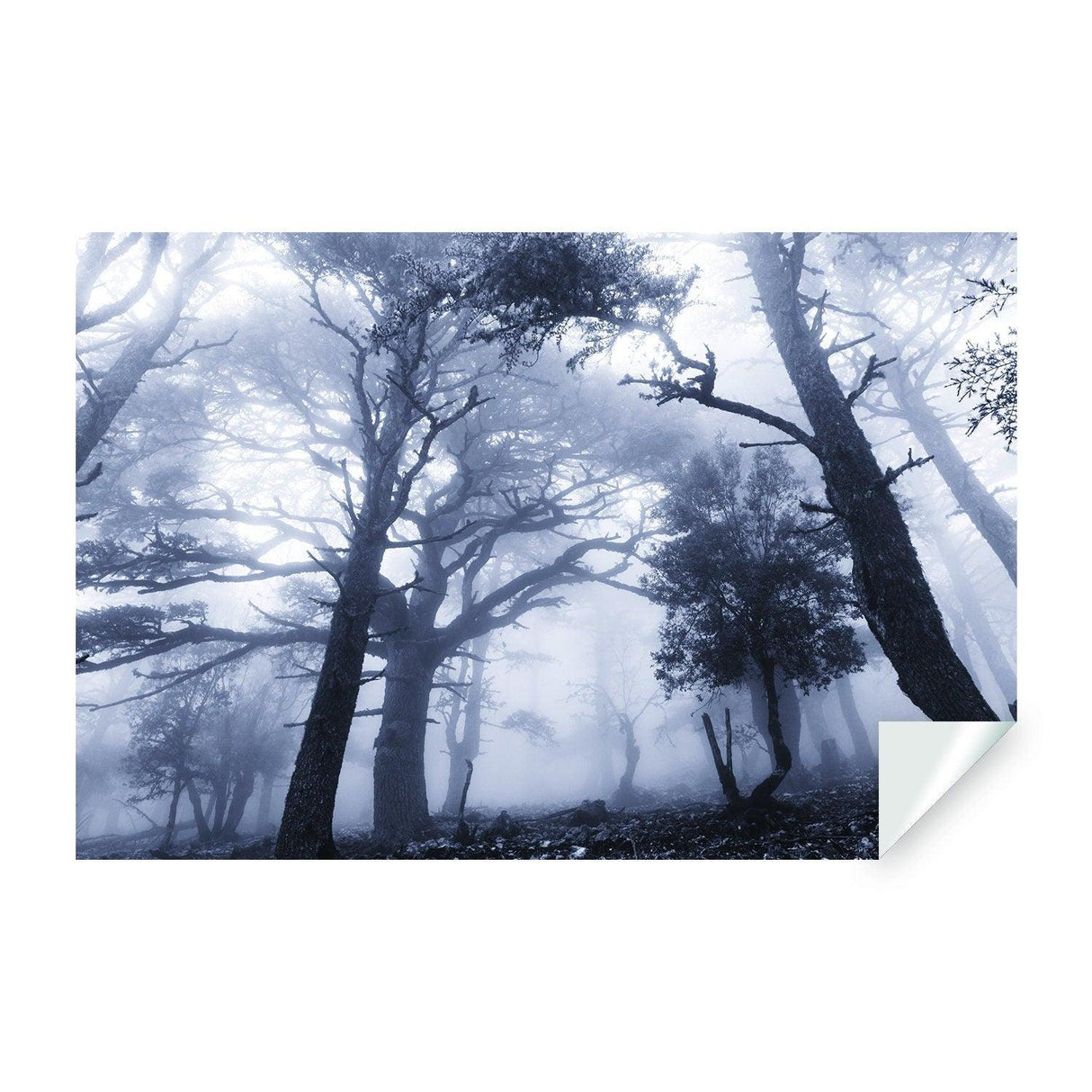 Foggy Forest Decal Wallpaper - Fog Tree Removable Wall Paper Sticker Mural Art - Decords