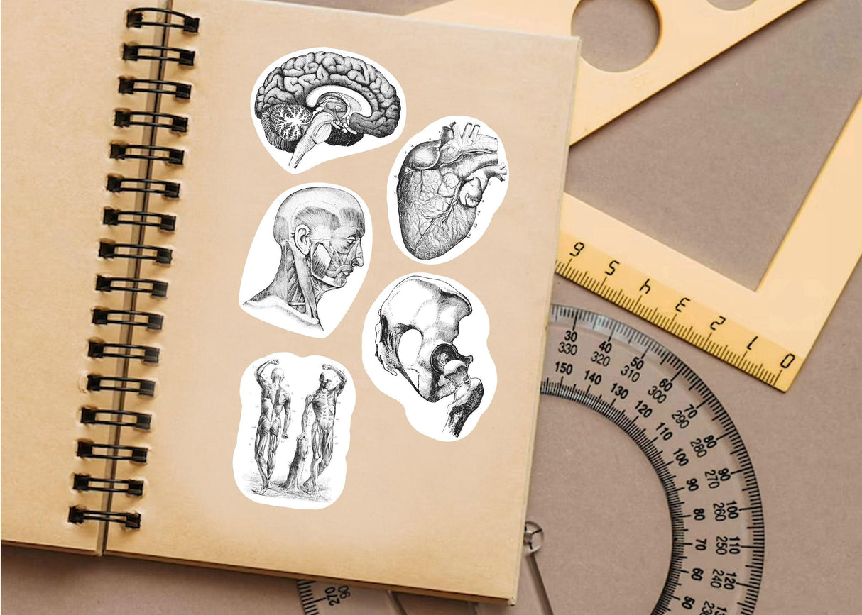 Anatomy Stickers for Hydroflask - Anatomical Decals for Science Lovers and Medical Students - Decords