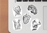 Anatomy Stickers for Hydroflask - Anatomical Decals for Science Lovers and Medical Students - Decords