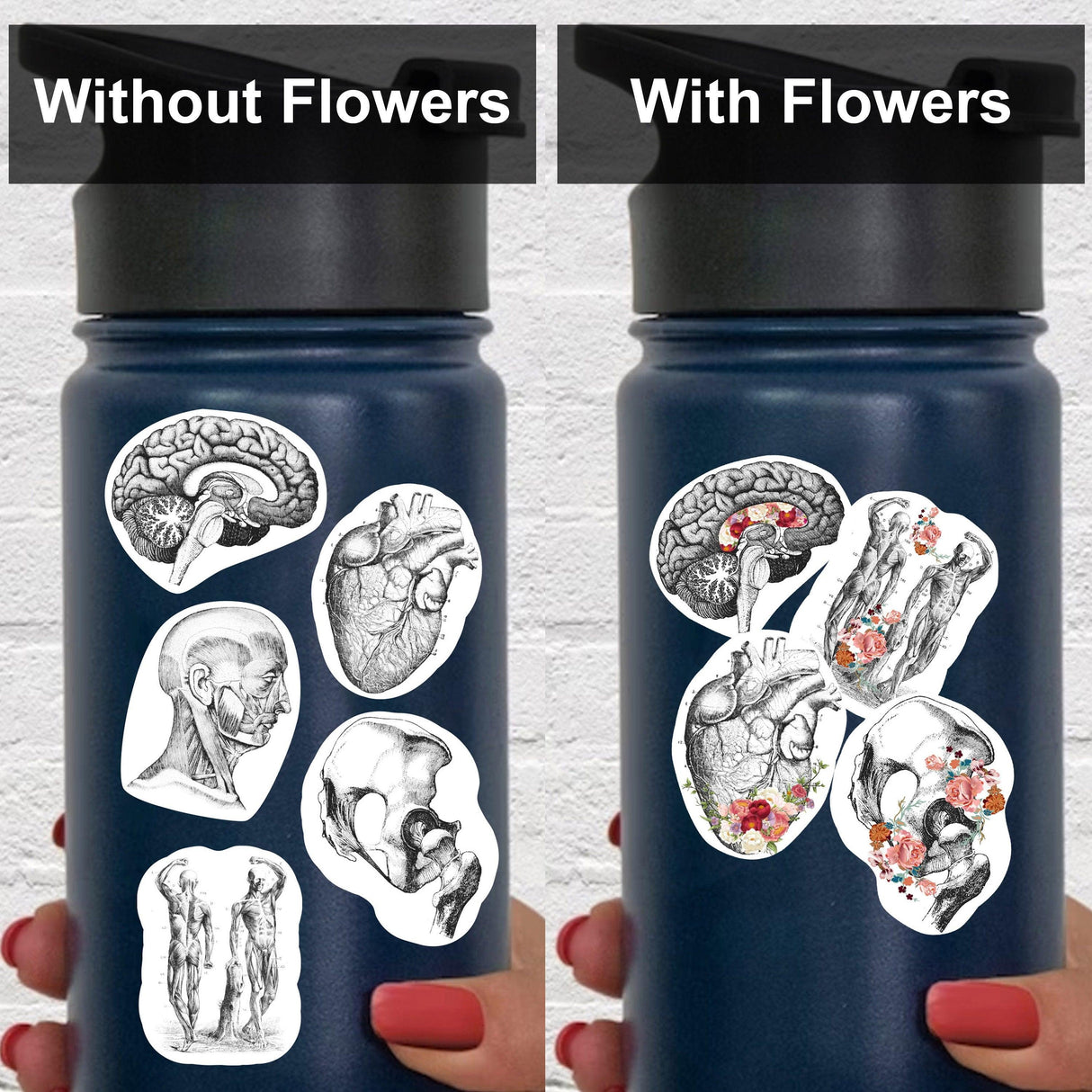 Anatomy Stickers for Hydroflask - Anatomical Decals for Science Lovers and Medical Students - Decords