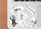 Anatomy Stickers Set - Medical Marvels Science Education Supplies - Decords