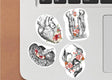 Anatomy Stickers for Hydroflask - Anatomical Decals for Science Lovers and Medical Students - Decords