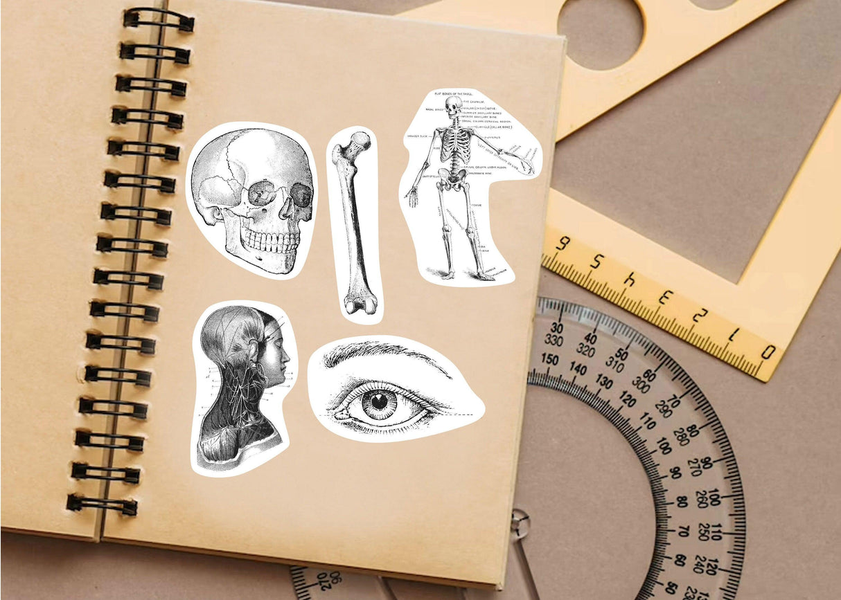 Anatomy Stickers Set - Medical Marvels Science Education Supplies - Decords