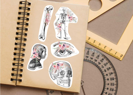 Anatomy Stickers Set - Medical Marvels Science Education Supplies - Decords