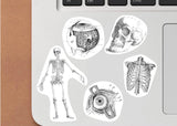 Anatomy Stickers for Hydroflask - Anatomical Decals Gift for Doctors and Medical Students - Decords