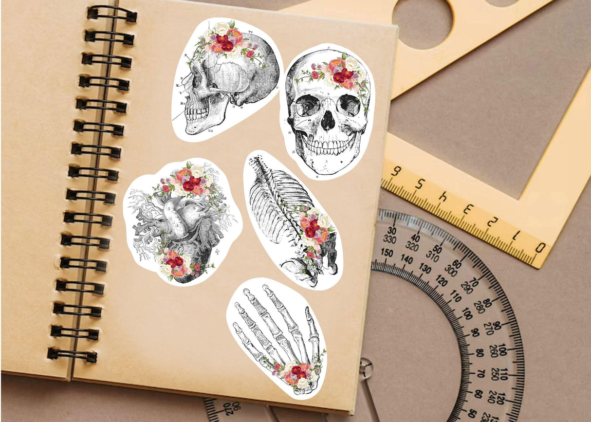 Educational Medical Skeleton Decals - Anatomy Stickers for Learning - Decords