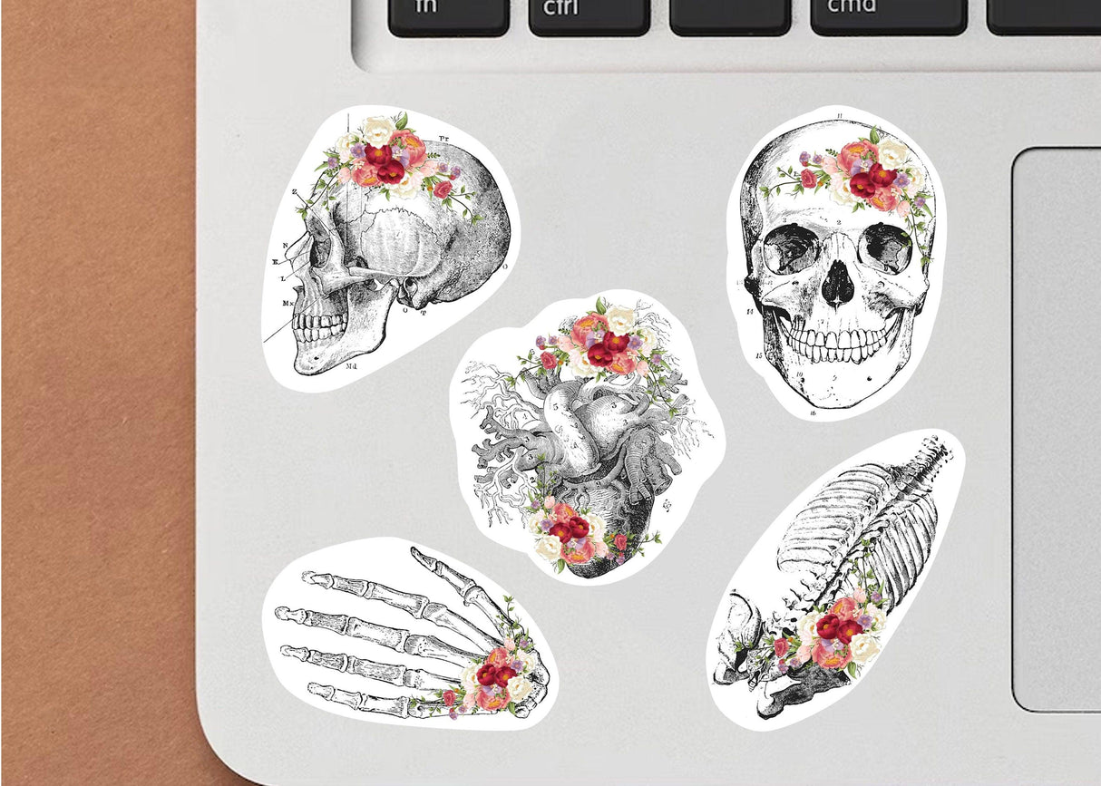 Educational Medical Skeleton Decals - Anatomy Stickers for Learning - Decords