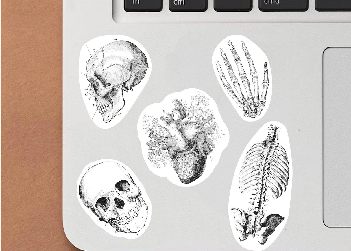 Educational Medical Skeleton Decals - Anatomy Stickers for Learning - Decords