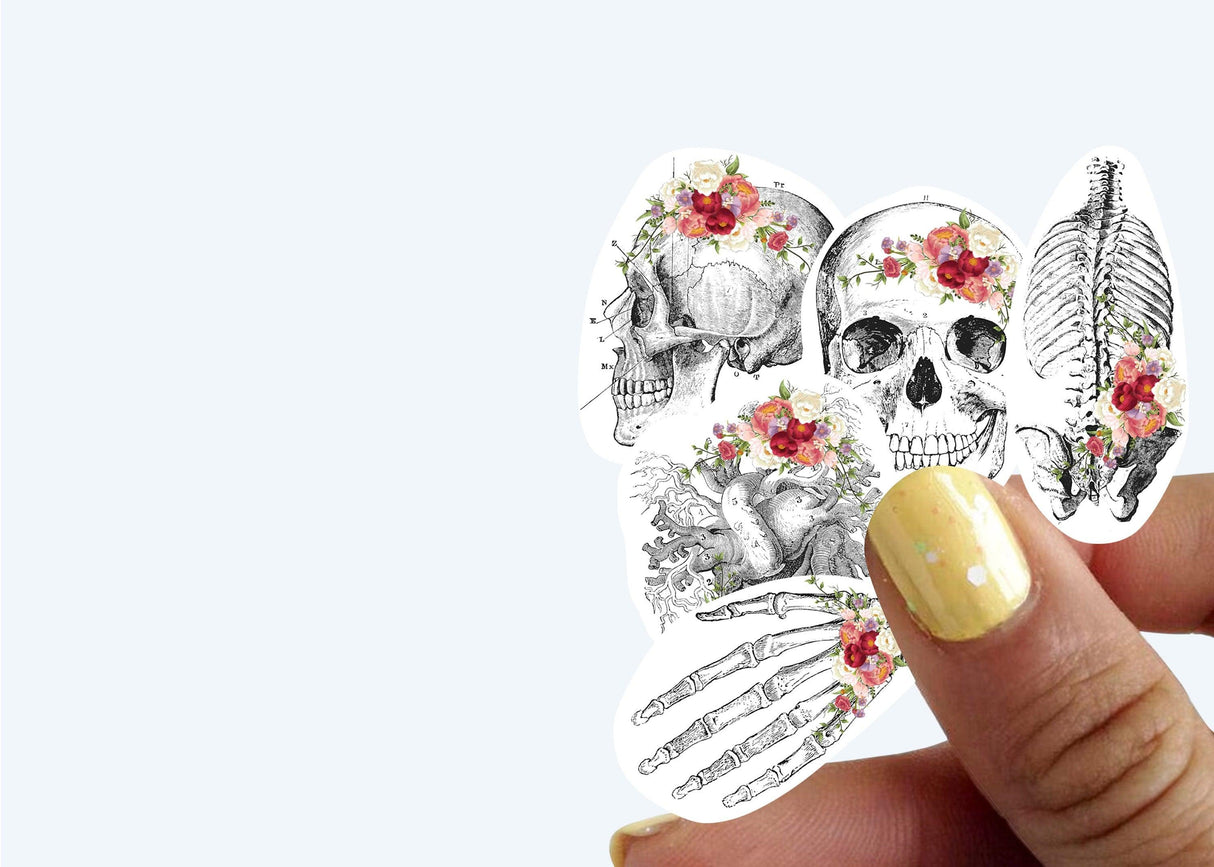 Educational Medical Skeleton Decals - Anatomy Stickers for Learning - Decords