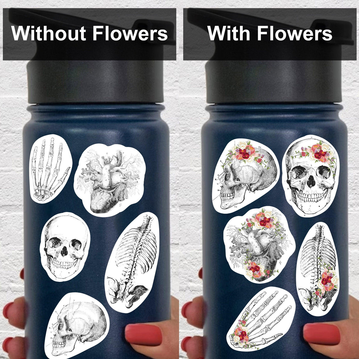 Educational Medical Skeleton Decals - Anatomy Stickers for Learning - Decords